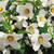 Philadelphus 'Belle Etoile'