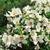 Philadelphus 'Belle Etoile'