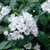 Pulmonaria 'Sissinghurst White' (9cm Pot)