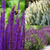 Salvia Nemorosa Collection Potted