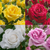 Rose Perfume Collection (4)