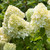 Free Gift - Hydrangea Paniculata Collection