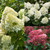 Free Gift - Hydrangea Paniculata Collection