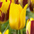 Tulip 'Kikomachi'