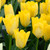 Tulip 'Yellow Purissima'