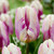 Tulip 'Happy Feet'