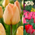 Award Winning Darwin Tulip Collection