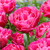 Tulip Sunset Tropical