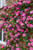 Rose Climbing Zephirine Drouhin Potted