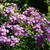Rose 'Veilchenblau' Potted
