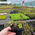 Geranium Springtime (1.5L)