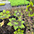 Geranium Springtime (1.5L)