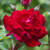 Rose 'Lovestruck' Potted