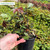 Rose Sunny Sky Potted