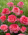 Rose Eternal Potted