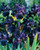 Iris germanica 'Superstition'