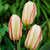 Tulip White Fire