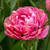 Tulip Amazing Grace
