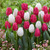 Single Early Tulip Collection