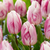 Single Early Tulip Collection