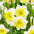 Narcissus Smiling Twin