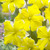 Narcissus Banana Daiquiri