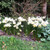 Narcissus Toto 8/10cm