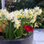 Narcissus Toto 8/10cm
