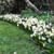 Narcissus Toto 8/10cm
