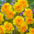 Narcissus Orchid Collection
