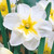 Narcissus Orchid Collection