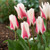 Tulip Fosteriana Unusual Collection