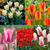 Tulip Fosteriana Unusual Collection