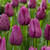Triumph Tulip Collection C