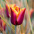 Triumph Tulip Collection C