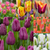 Triumph Tulip Collection C