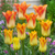 Tulip New Fluted Collection