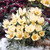 150 Crocus Species Collection