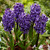 Hyacinth Ocean Delight