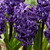 Hyacinth Ocean Delight