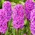 Hyacinth New Collection 14/15