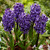 Hyacinth New Collection 14/15