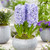 Hyacinth New Collection 14/15