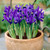Iris Rare Dwarf Collection