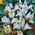 Iris Rare Dwarf Collection