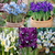 Iris Rare Dwarf Collection