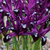 Iris Rare Dwarf Collection