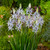Camassia Cusickii
