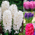 Hyacinth Pearl Collection