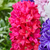 Hyacinth Pearl Collection